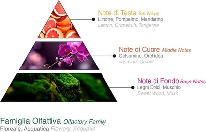 ❄️ Dolce & Mania – ARABESQUE